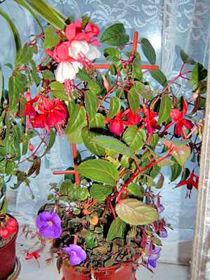 4. Фуксия гибридная (Fuchsia hybrida)