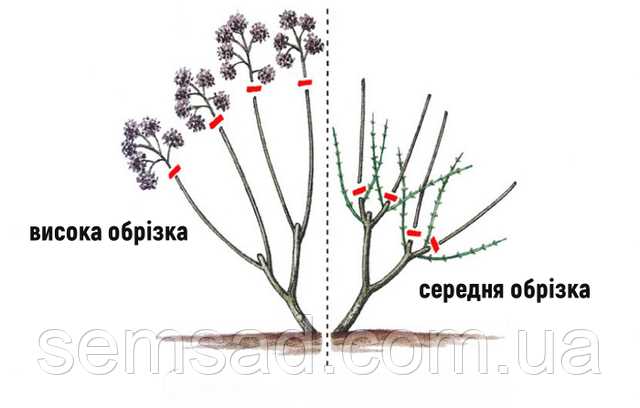 Вредит ли гортензии неправильная обрезка?