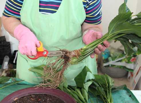 Нужно ли обрезать корни при пересадке женского счастья?