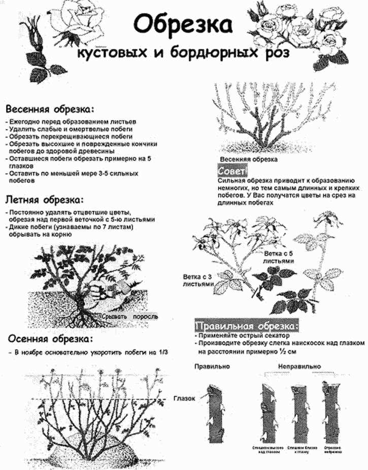 Почему важно обрезать отцветшие розы?