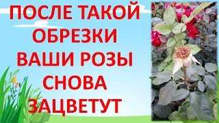 Нужно ли обрезать отцветшие цветки у плетистой розы?