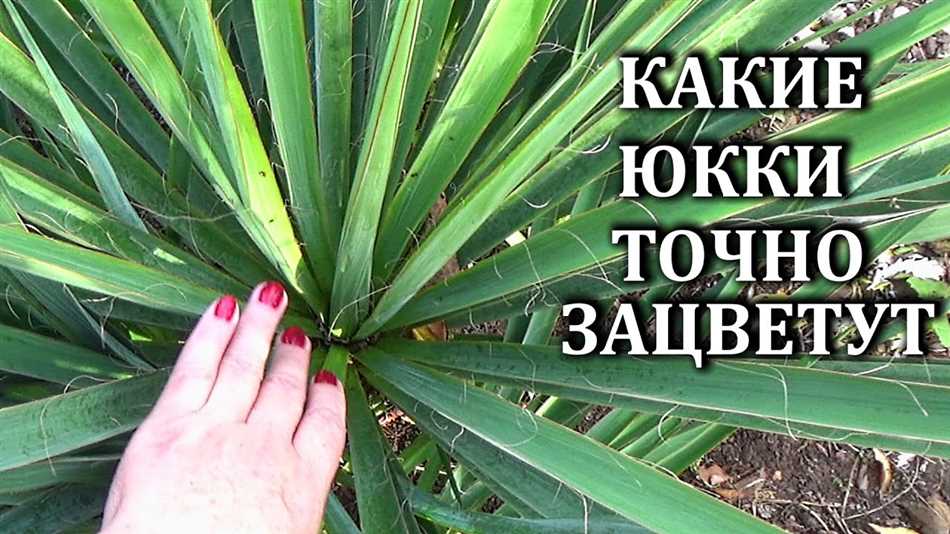 Сохранение здоровья растения