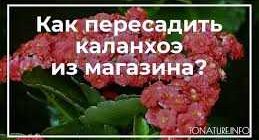 Пересаживать ли каланхоэ после покупки в магазине: нужно ли помещать растение в новую емкость?