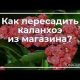 Пересаживать ли каланхоэ после покупки в магазине: нужно ли помещать растение в новую емкость?