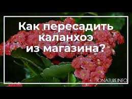 Нужно ли пересаживать каланхоэ после покупки в магазине?