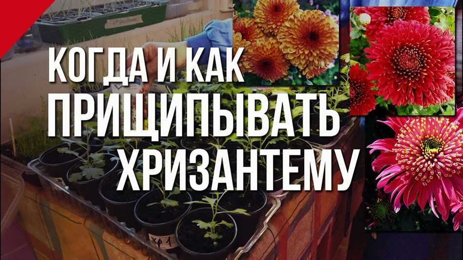 Принцип работы: нужно ли прищипывать хризантему?
