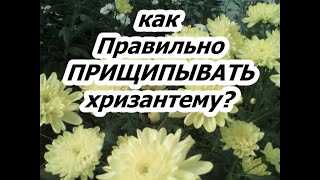 Польза прищипывания хризантемы