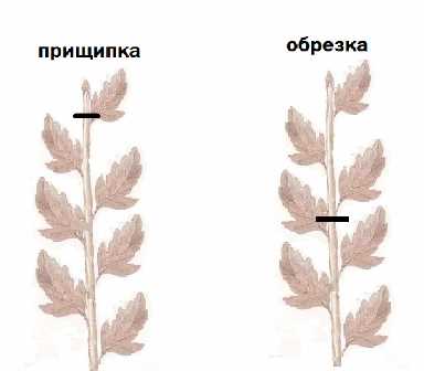 Нужно ли прищипывать хризантему?