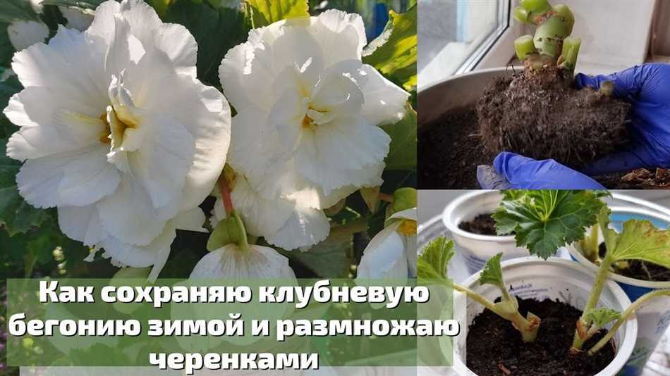 Нужно ли выкапывать бегонию на зиму клубневую?