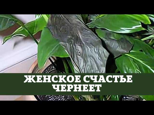 4. Неправильный уход