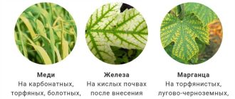 Почему у листьев желтеют жилки? Возможные причины и способы решения проблемы