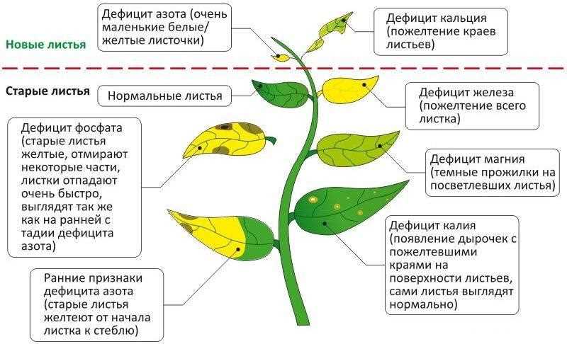 Избыточное количество некоторых элементов питания