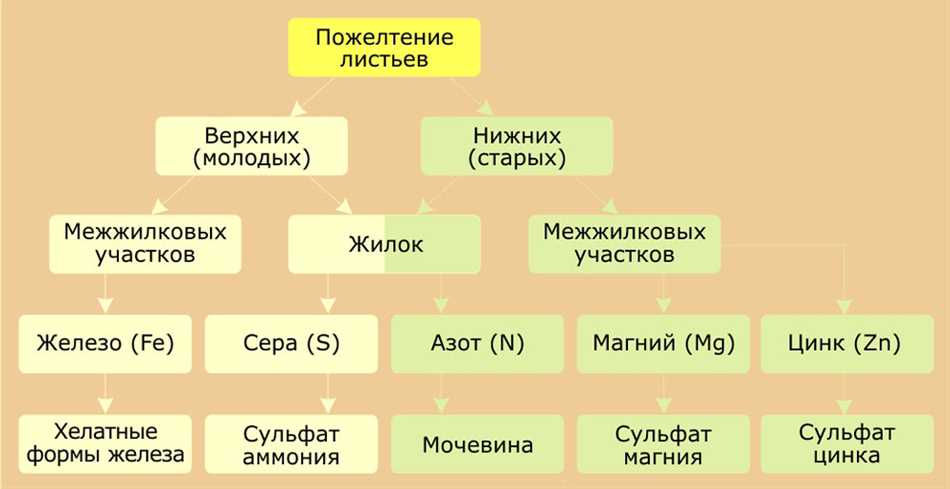 Причины желтеющих жилок на листьях