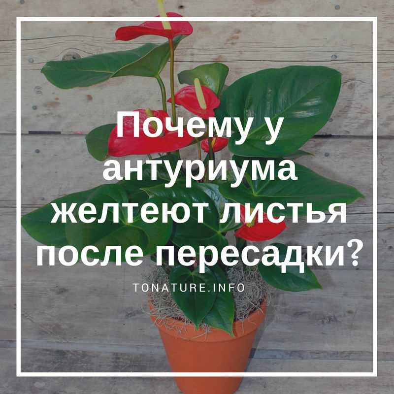 Почему антуриум после пересадки начал желтеть?