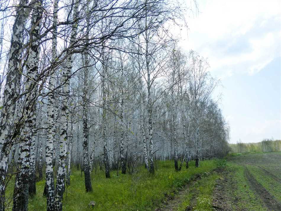 Сезонная особенность берез