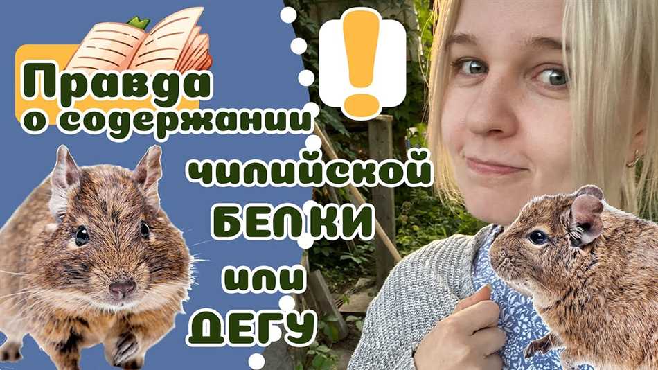 Почему дегу пищит ночью