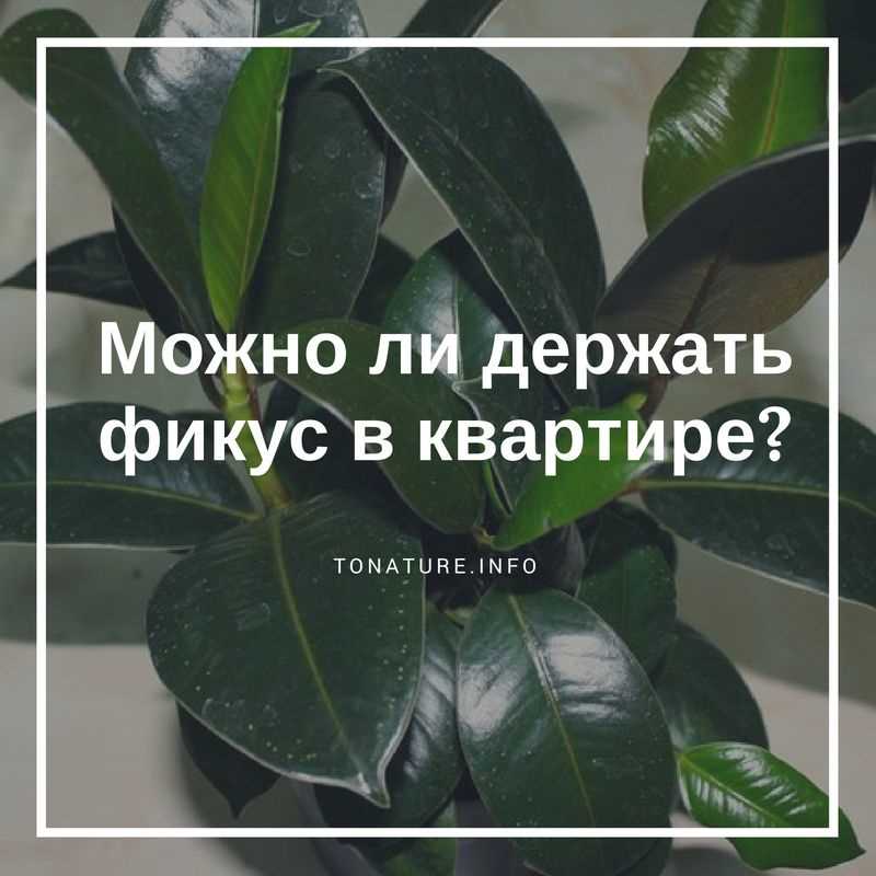 Почему фикус лучше не держать дома?