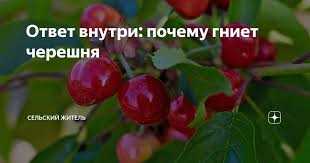 Дрозофила сукающая плоды
