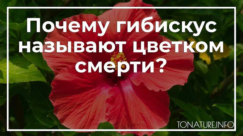 Существующие мифы и приметы о китайской розе