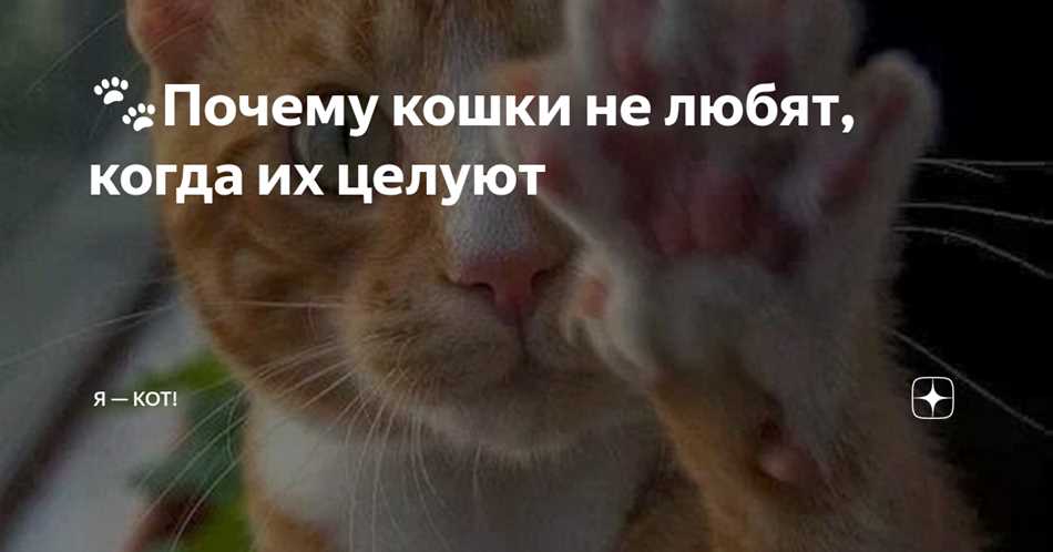 Сверхчувствительность кошек