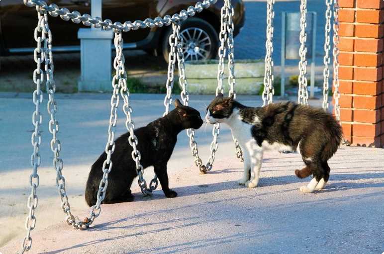 Почему коты дерутся между собой дома