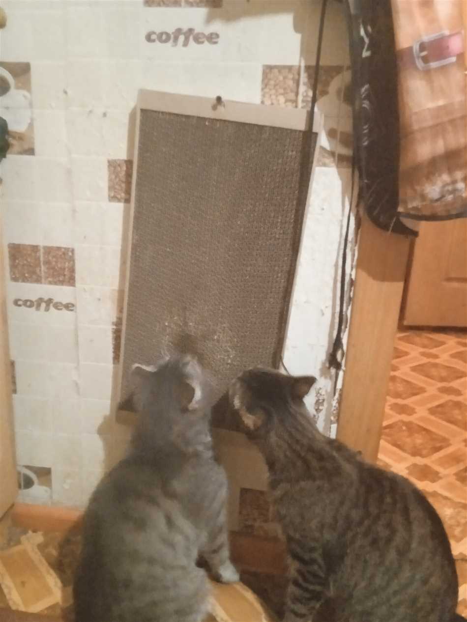 Предназначение пледа для котов