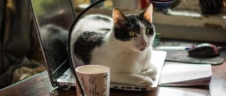 Почему коты предпочитают спать под лампой: 5 причин