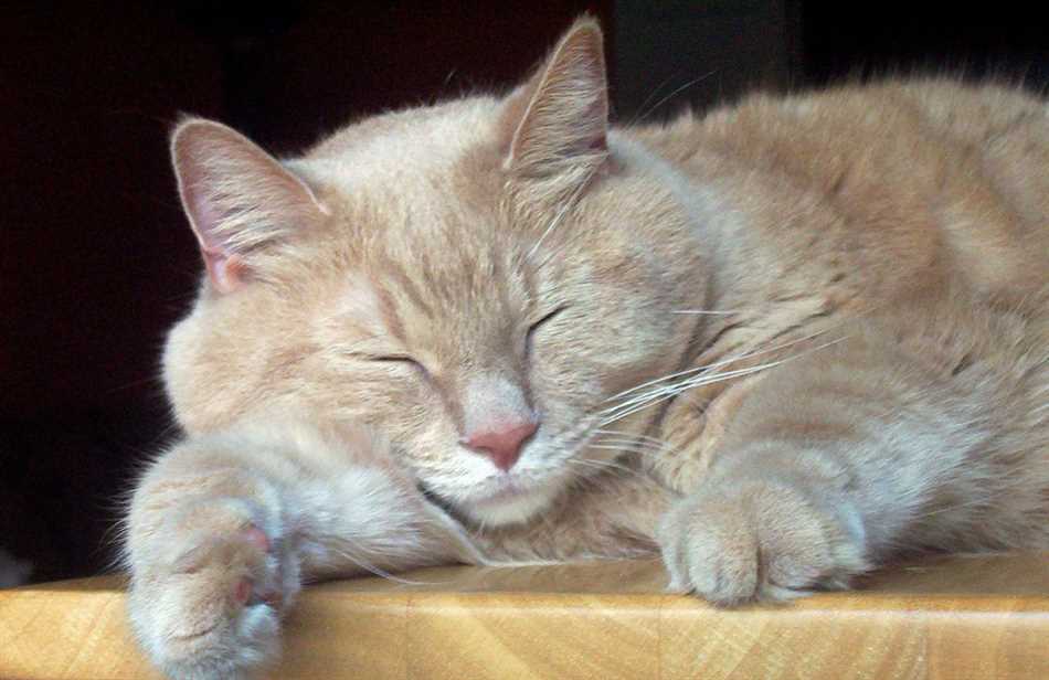 Почему коты спят под лампой