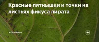 Почему на листьях фикуса лирата бамбино появляются красные точки?