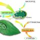 Почему листья зеленые: система хлорофилла и фотосинтез