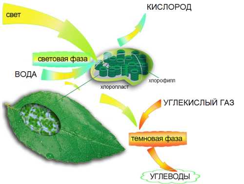 Почему листья зеленые?