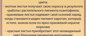 Почему листья желтеют и опадают: причины и способы предотвращения