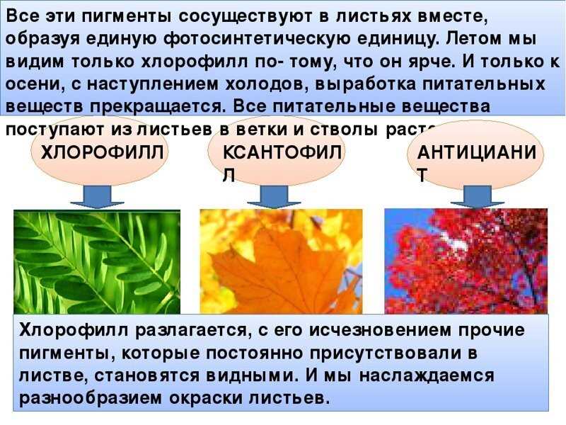 Почему листья желтеют и опадают?