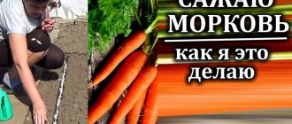 Почему морковь идет в цвет и как избежать этого