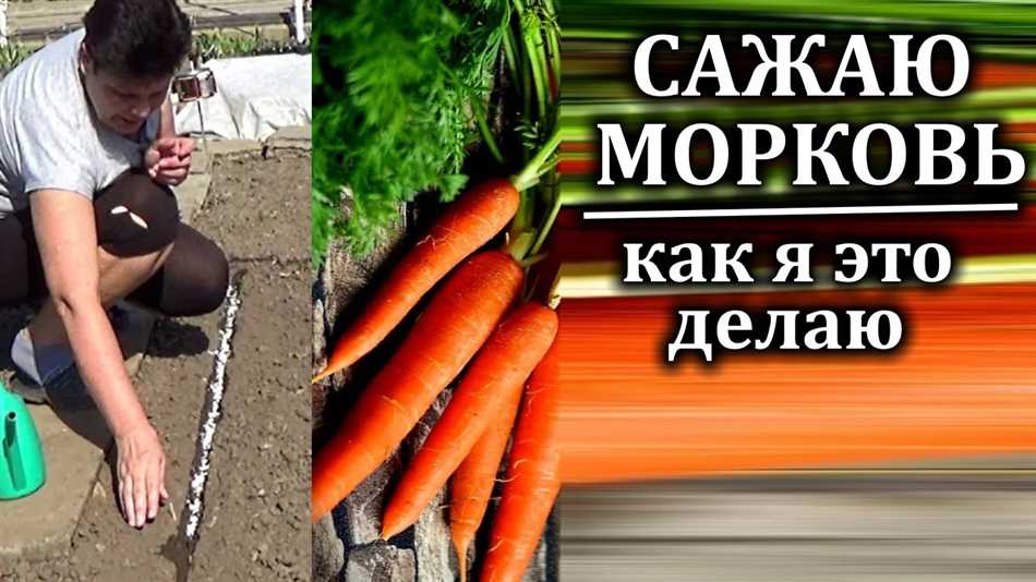 Почему морковь идет в цвет и как бороться с этим