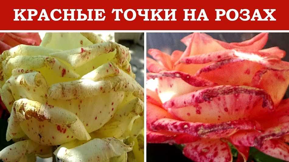 Неправильный уход за розой