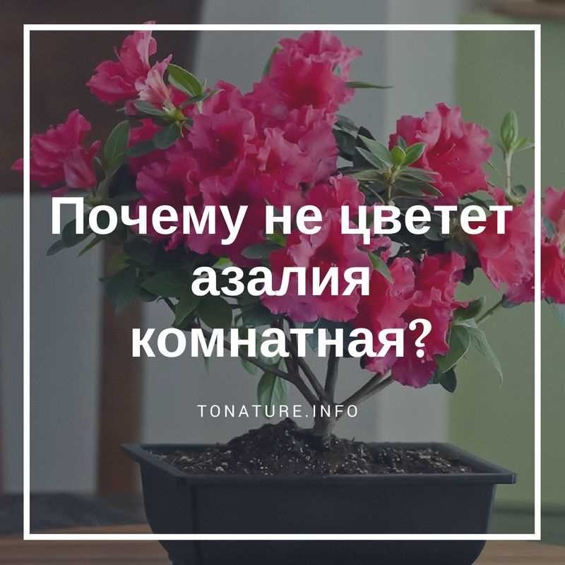 Температура и влажность: почему не цветёт азалия в домашних условиях?