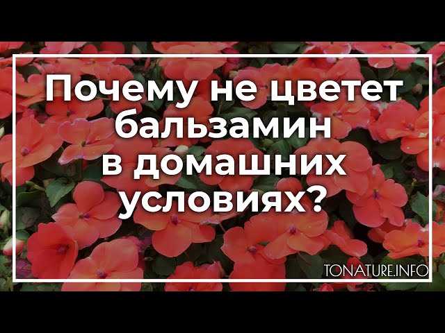 Плохое освещение как причина незначительного цветения бальзамина в домашних условиях