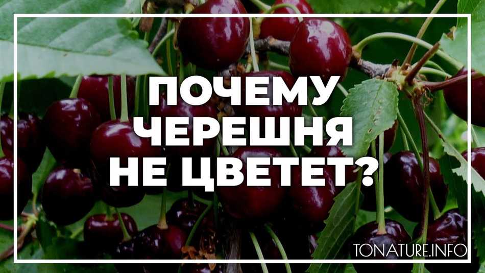 Почему черешня не цветет: основные причины