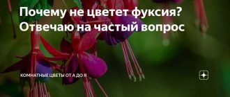 Почему фуксия не цветет: основные причины и способы исправления