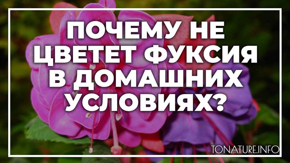 Причины нецветения фуксии