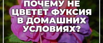 Почему фуксия не цветет в домашних условиях: причины и советы