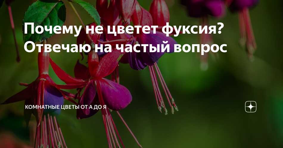 Почему не цветет фуксия?