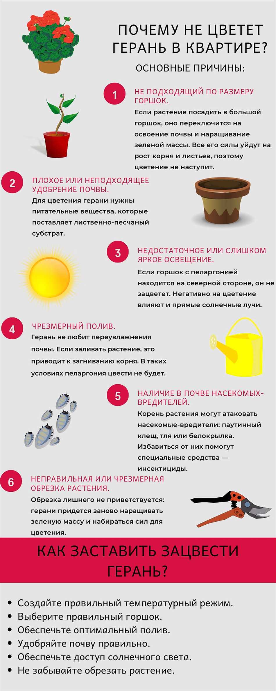 Почему герань не цветет?