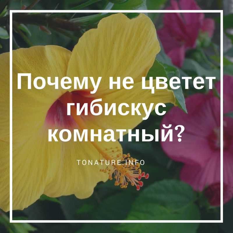 Необходимость подкормки и ухода