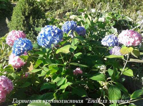 Не верное местоположение гортензии на улице