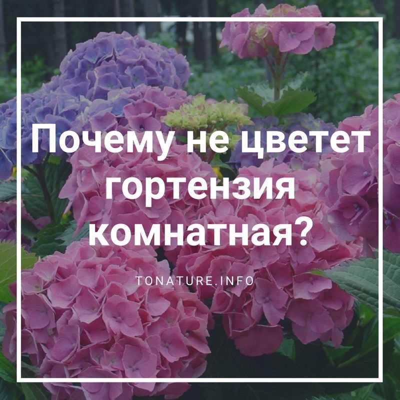 Недостаток света: основная причина, по которой не цветет комнатная гортензия