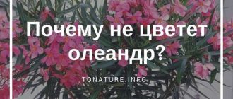 Почему олеандр не цветет: причины и способы решения проблемы