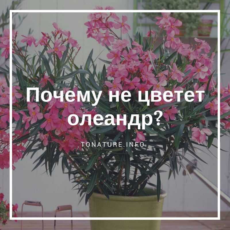 Почему не цветет олеандр?