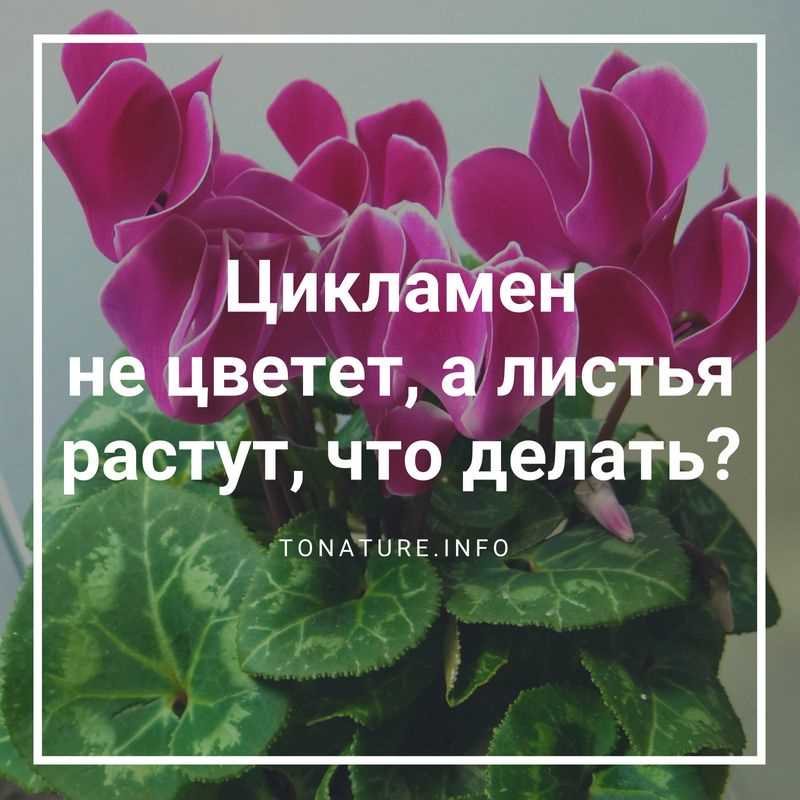 Неправильная пересадка
